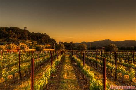 New Vines In Napa Valley Wine Country