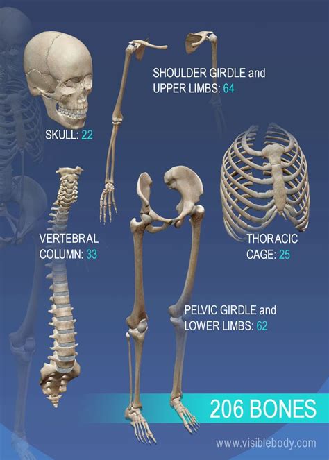 Overview Of The Variety Of Bones Anatomy Bones Human Bones Anatomy