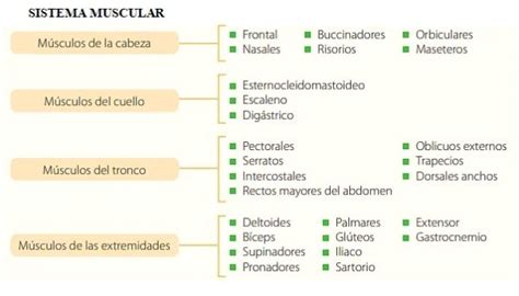 Cuadros Sinópticos Sobre El Sistema Muscular Cuadro Comparativo