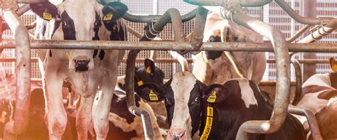 Dairy Health Monitoring Herd Health Management Nedap
