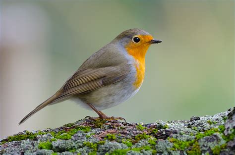 Rotkehlchen erithacus rubecula rotkehlchen gesang. Rotkehlchen - Fotogalerie digicamfotos.ch von Hans Rentsch