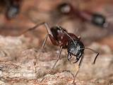 Eliminating Carpenter Ants Images