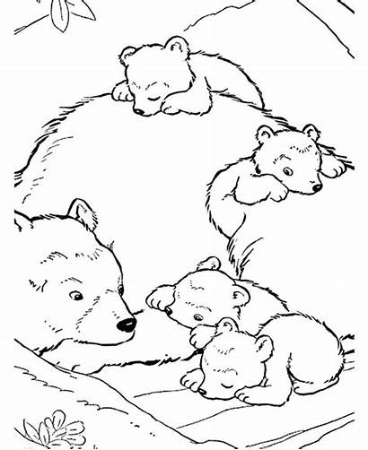 Polar Bear Coloring Pages Mother Bears Printable
