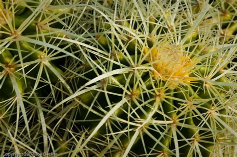 The bloom measures 8 across. Photographing Cacti and Desert Succulents