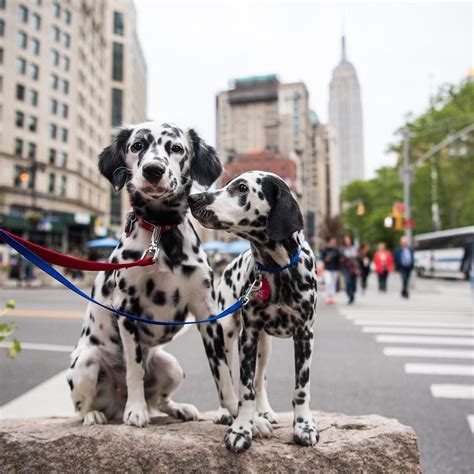 Instagram Photo By The Dogist • May 25 2016 At 502pm Utc Dalmatian
