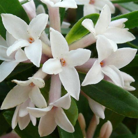 Caucasica (deciduous female) and d. Buy Daphne Eternal Fragrance | J Parker Dutch Bulbs (With ...