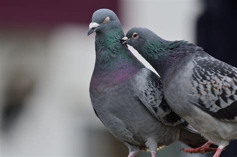 How To Get Rid Of Pigeons Nextgen Pest Solutions