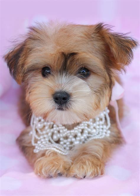 Beautiful Morkie Puppies For Sale At Teacups Teacups Puppies And Boutique