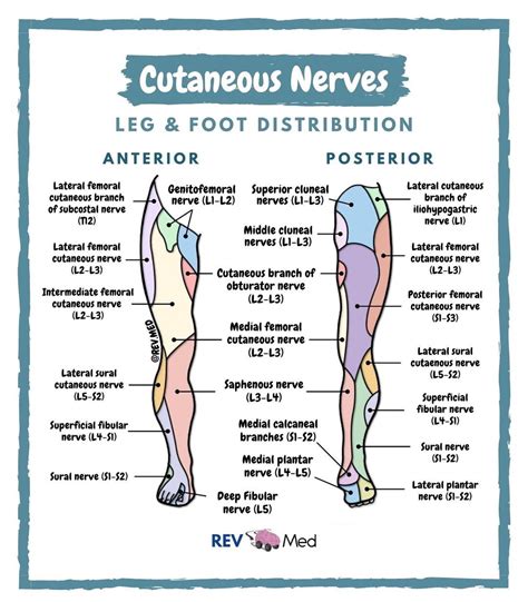 Leg And Foot Cutaneous Nerve Innervation Dematomes By Grepmed