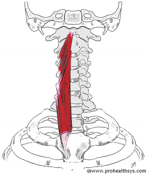 Musculus Longus Colli