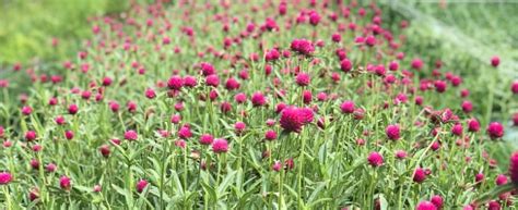 Flowers are a key part of the local farm economy, and our ecosystem. Petal Pickers | Local Flowers