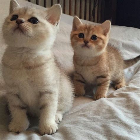 Pure pedigree british shorthair blue kittens for sale. Kuwait Cats and kittens sales and adoption,kuwait kittens ...