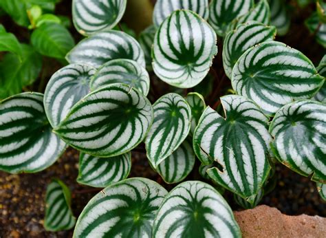11 Most Popular Peperomia Varieties With Characteristics Of Each