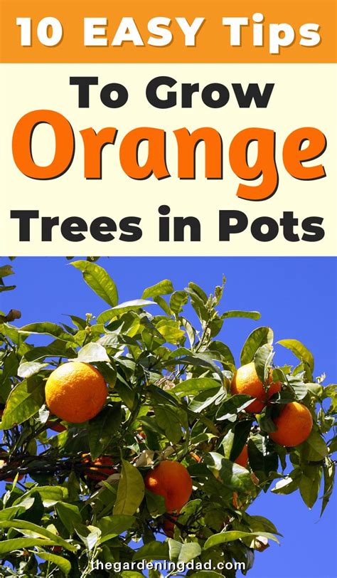 10 Easy Tips How To Plant Orange Tree In Pot The Gardening Dad