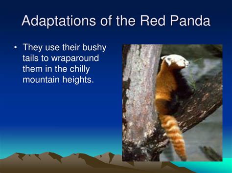 Red Panda Adaptations Diagram