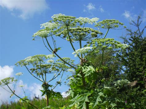 Warning Over Serious Risk Of Burns And Blisters From Giant Hogweed