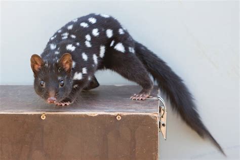 Eastern Quoll Escapes From Mulligans Flat The Canberra Times