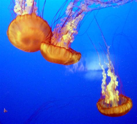 Glowing Jellyfish | Some of the jellyfish which live in tank… | Flickr