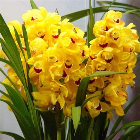 Yellow Cymbidium Orchid Seeds 100pcs Pack Orchid Seeds Flower Seeds Orchid Plants