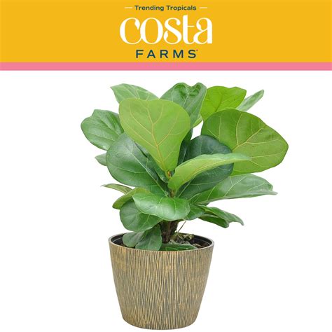 Costa Farms Live Indoor 12in Tall Green Little Fiddle Leaf Fig Bright Indirect Sunlight Plant