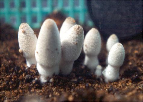 They sawed planks and hauled straw and put up. CENDAWAN JERAMI PADI BOLEH DIUSAHAKAN DI LADANG GETAH DAN ...