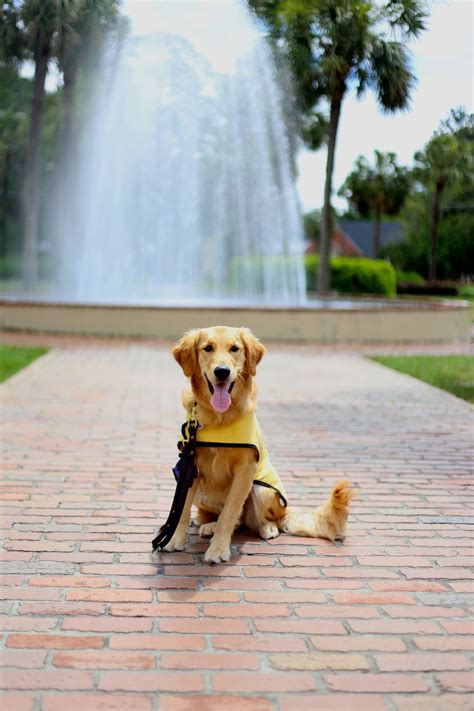 Craigslist Free Pets Valdosta Georgia - Pet Spares