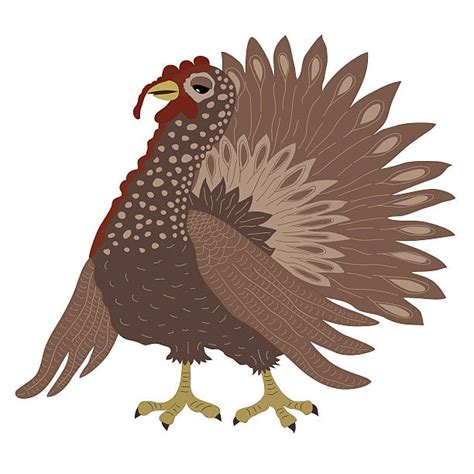 Royalty Free Turkey Feathers Clip Art Vector Images And Illustrations Istock