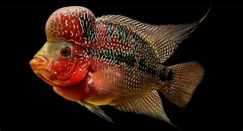 Gible has two horns that resemble jet or plane engines, each with a light blue stripe. Flowerhorn Fish - Is the Flowerhorn Cichlid Your New Fishy ...