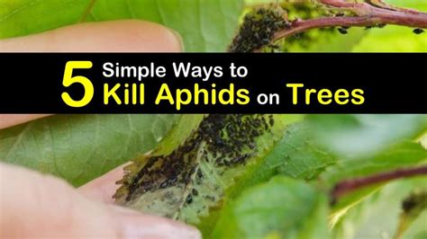 5 Simple Ways To Kill Aphids On Trees 2022