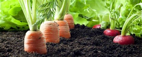 Tutorial sediakan baja ajinomoto untuk tanaman sayuran | baja organik d.i.y. 5 Cara Menanam Tanaman Organik di Rumah - Mommies Daily