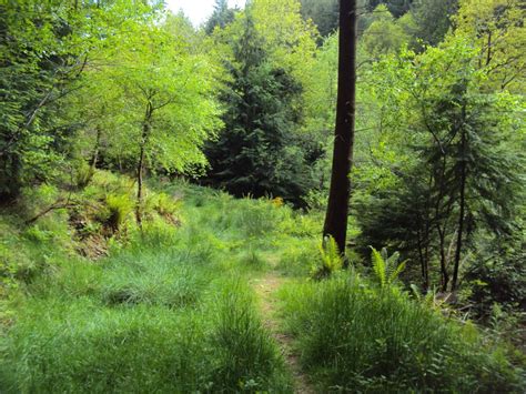 Walks In The Forest Of Dean And Wye Valley Best Walking Routes