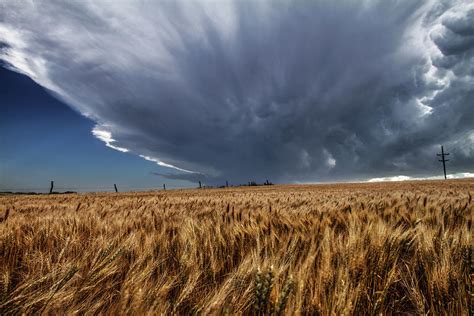 Wheat Storm Brewing Over Wheat Field In Northern Kansas Photograph By