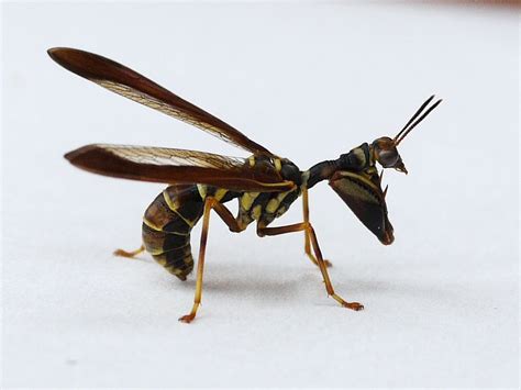 Mantidfly The Praying Mantis And Wasp Hybrid