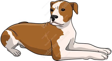 Large Brown And White Dog Laying Down And Turning Its Head To The Right