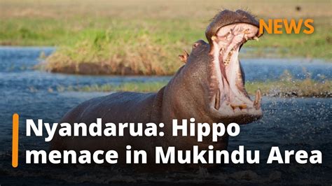 Nyandarua The Hippopotamus Menace In Mukindu Area Youtube