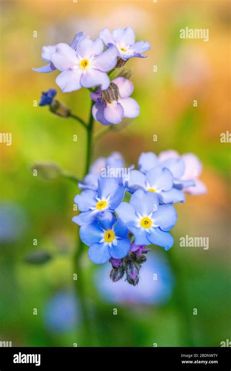 Blue Forget Me Not Myosotis Scorpioides Flowers In Spring Uk Stock