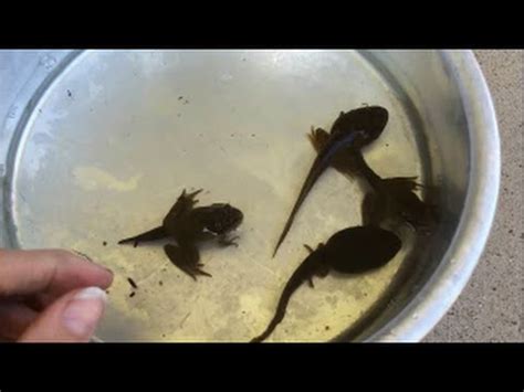 How to catch a frog. Tadpoles turning into frogs Stages How to catch them ...