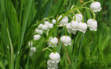 Lily Of The Valley Wallpapers Hd Background Awb Kulturaupice