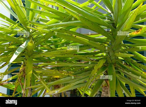Spiky Tropical Plant Hi Res Stock Photography And Images Alamy