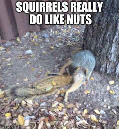 Squirrel Nuts Imgflip