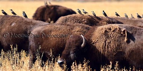 Bison And Birds Amanda Mortimer Morning Dew Photography