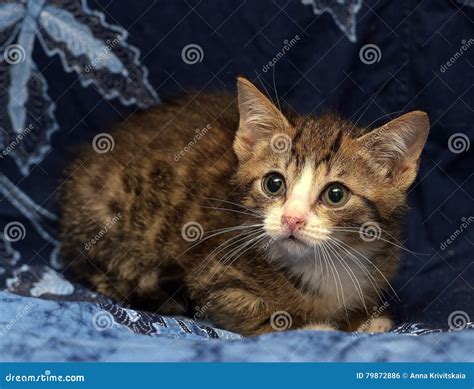 A Little Scared Striped Brown And White Kitten Stock Photo Image Of