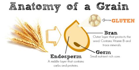 Anatomy Of A Grain Bites Of Delight