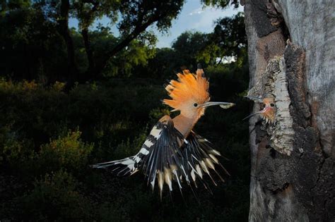 Hoopoe In Flight By Andres Miguel Dominguez Bird Wallpaper Wallpaper