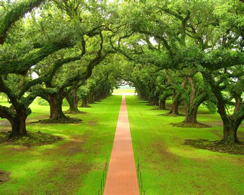 A Tree In The Ground And The Green Grass Grew All Around And Around