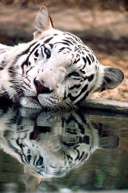 A Beautiful Pic Of A White Bengal Tiger Lazy Leashed Power Deep Blue