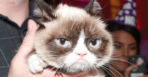 Grumpy Cat Meme Generator Popsugar Tech