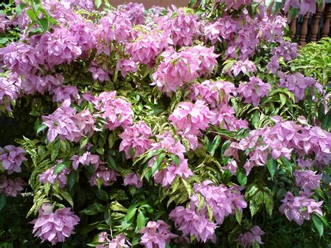 Bonsai bunga/kembang kertas atau banyak juga yang menyebutnya bonsai bougenville (bonsai bugenvil) merupakan tanaman hias berbunga indah dan warna warni. Jom Tanam Bunga: Bunga Kertas