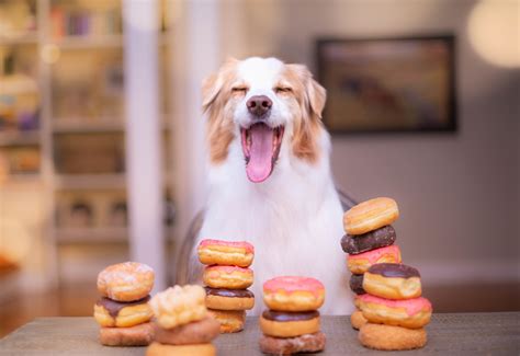 Happy Dog With A Bunch Of Donuts