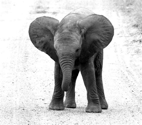 Endangered Animal Kingdom Elephants Animals Bts Beautiful